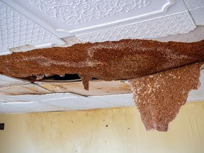 Professional black mold removal services in Allen Park - Black Mold Removal Allen Park